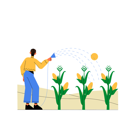 Gardener Watering Corn Plants