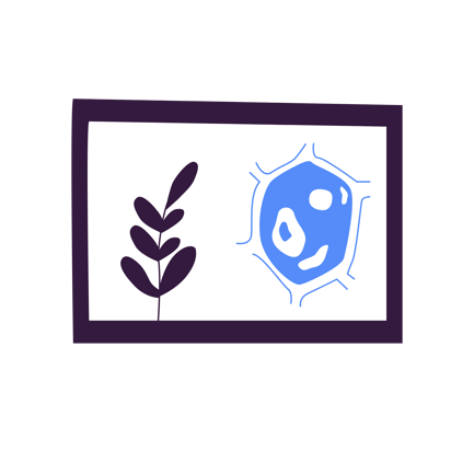 Plant Cell