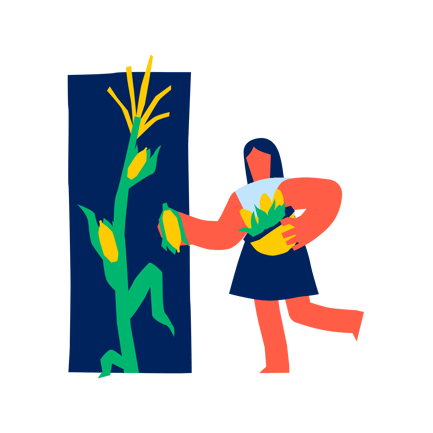 Corn Harvest