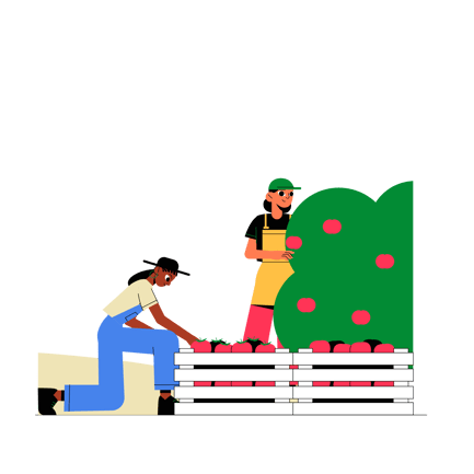 Apple Harvesting: Two Farmers Gathering Fruit