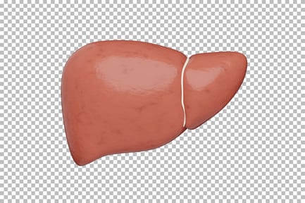Preview: Liver