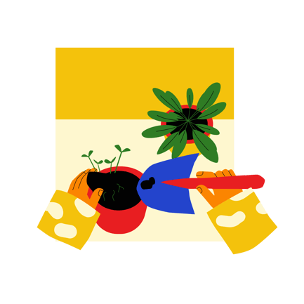 Potting Plant
