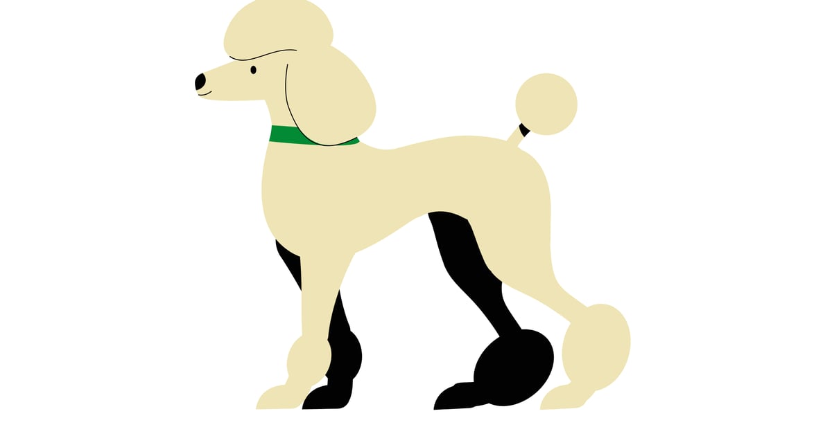 Animated Poodle Dog Standing, Illustrations ft. poodle & pet - Envato