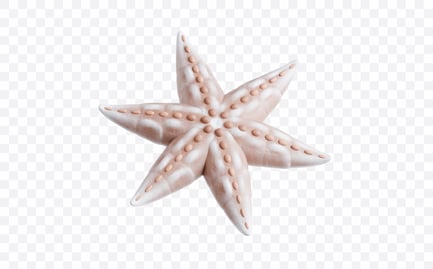Aperçu: Starfish Marine Creature 3D Illustration