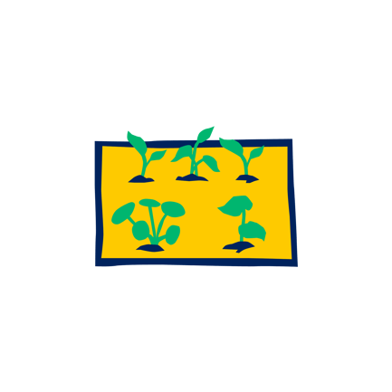 Seedbed Tray