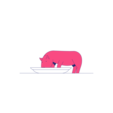 Pig Drinking Water