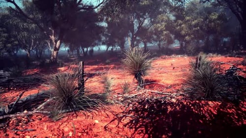 Red Dirt Field With Trees and Bushes