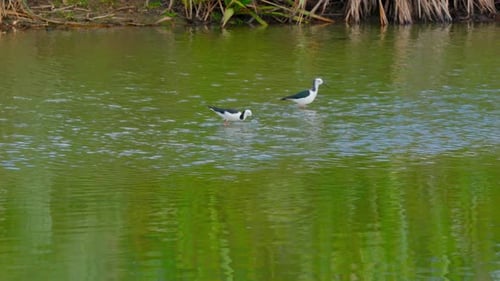 Wild bird playing on water. Recurvirostridae bird walking across