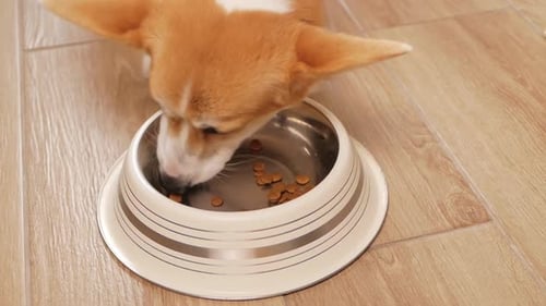 Cute Corgi Dog Eating Dry Food from Bowl