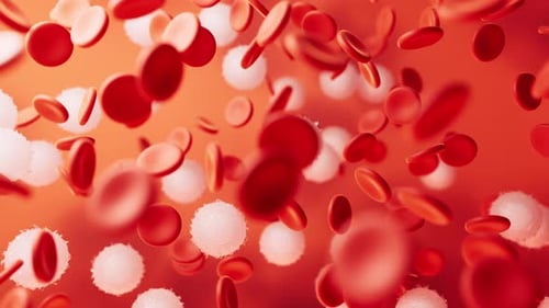Sangre y glóbulos rojos