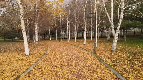 Autumn Leaves Cover Path in Park