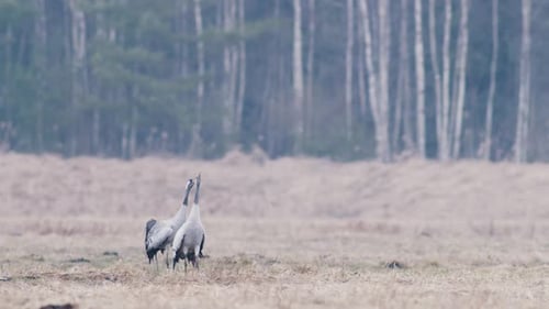 Cranes in breeding season dancing in early spring, soft morning dusk light, little fog