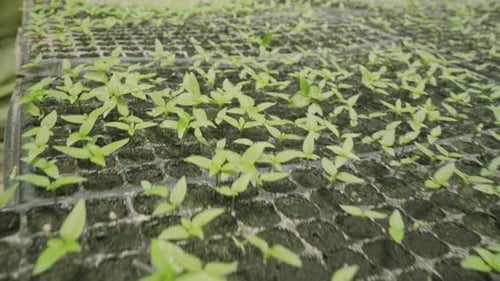 close up of bell pepper sucker plants ready to go into the ground plant farming and cultivation of f