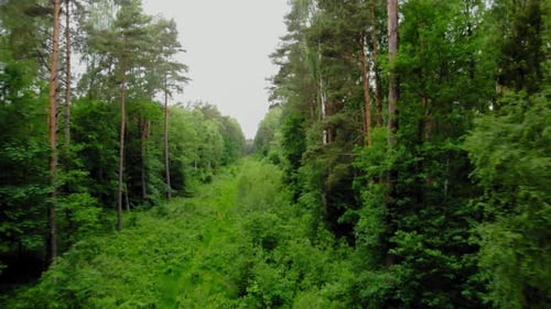 Green Grassy Path Between The Tall Pine Trees In The Forest. - aerial pullback