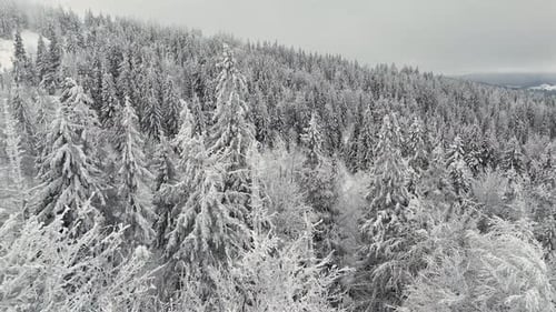 Aerial View of Beautiful Winter Forest with Pine and Fir Trees Scenic Snowy Nature Landscape with