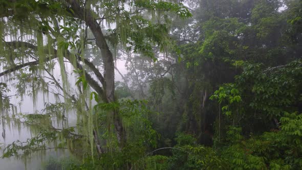 Trees and vegetation high humidity rainforest jungle Minca, Colombia ...