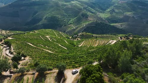 Car on dirt road through vineyard-covered valley