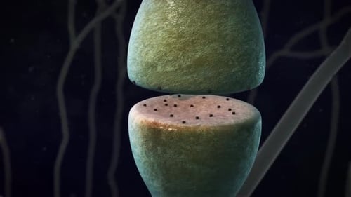 Synapse Neurotransmission: Detailed 3D Animation of Neural Signal Transfer