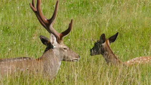 Deer and Fawn Resting in Green Grassy Meadow