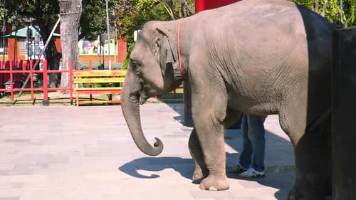 Little Baby Elephant at a Show in the Park Prisoner Elephant Performance
