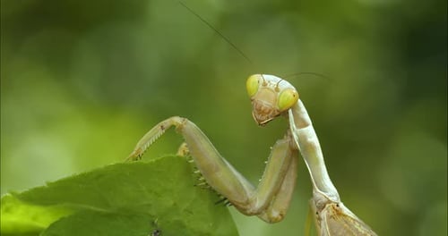 Praying Mantis Perched on Leaf in Close Up