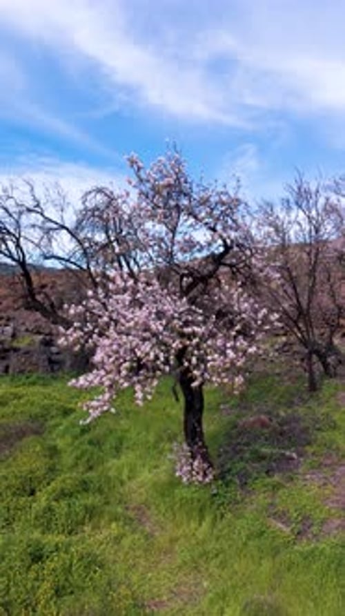 Blooming Almond Trees in the Peaceful Fields of Tenerife, Canary Islands