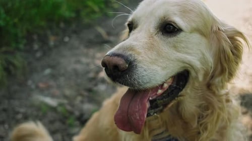 Close Up of Happy Golden Retriever Dog Outdoors