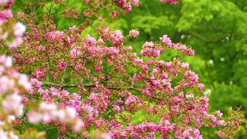 A Tennessee warbler in a blooming tree.