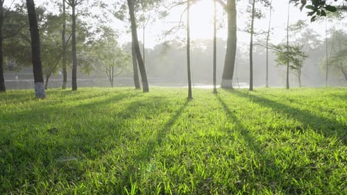 Rays of evening sunshine on green grass of summer forest