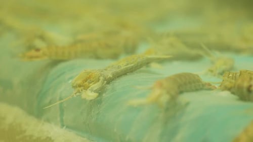 Frozen shrimp and shellfish are flash frozen on conveyor belt, fall into crate