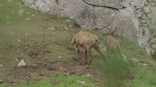 Primer plano de gamuzas y cachorros en lo alto de las montañas. (4K)