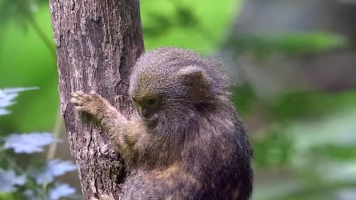 An Adorable Marmoset Clinging Onto The Tree Trunk While Looking Around Its Surroundings - Close Up S