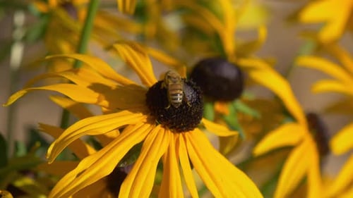 Honey Bee Collecting Nectar From Yellow Coneflower - Close Up