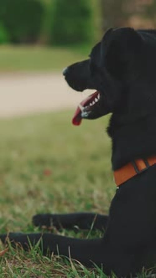 Gros plan d'un chien noir se reposant sur l'herbe dans le parc