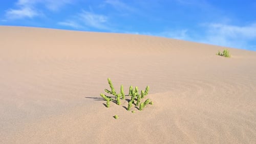 Paysage minimaliste du désert de Mongolie : dune de sable doré et arbustes verts sur fond de ciel bleu éclatant