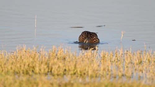 Pato real flotando suavemente bajo la luz del sol sobre aguas cristalinas