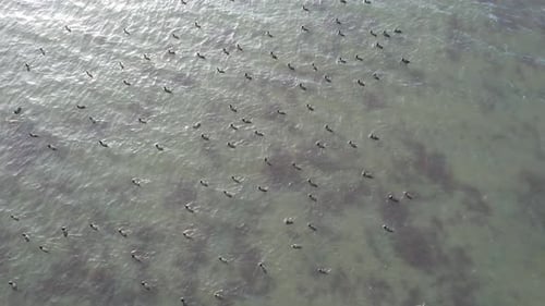 Aerial Birds on Sea