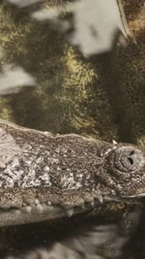 Spectacled Caiman Caiman Crocodilus Eye Close Up