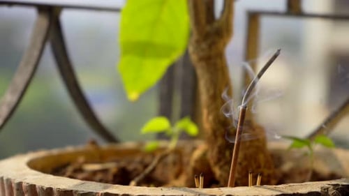 agarbatti ritual in moring in balcony tree pot sainted smoke