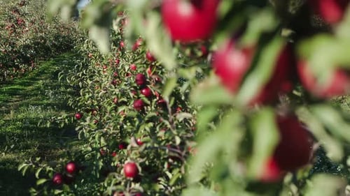 Fresh Organic Apples