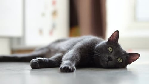 Relaxing Gray Cat Lying on Floor at Home