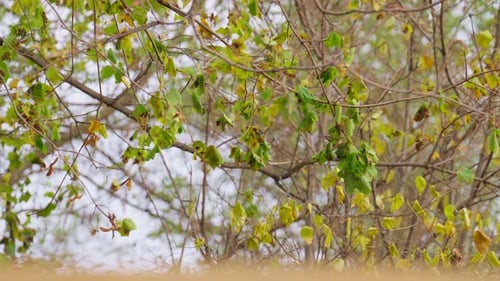 Wind, sanft raschelnde grüne Blätter auf herbstlichen Baumzweigen im Freien
