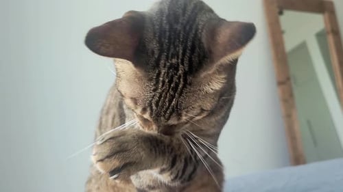 Tabby Cat Grooming Fur Paws Indoor Close Up