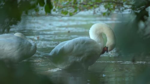 Mute swans cleaning their feathers inside lake, Closeup