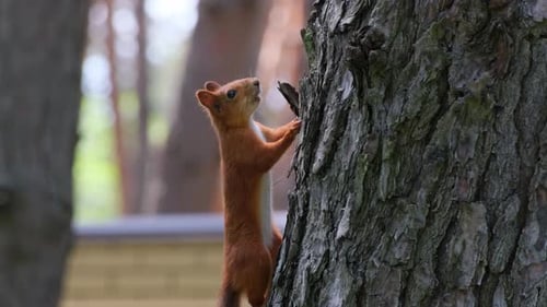Closeup of Squirrel Hanging on Bark. Fluffy Squirrel Climbing in the Woods