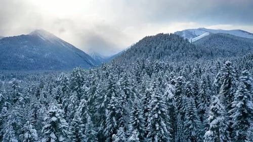 Beautiful snow scene forest in winter. Flying over of pine trees covered with snow.
