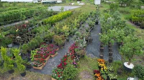Aerial Tree Saplings