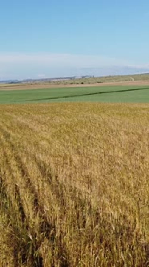 Luftaufnahme eines grünen Weizenfeldes auf dem Land, auf dem Weizen im Wind bei sonnigem Frühling weht