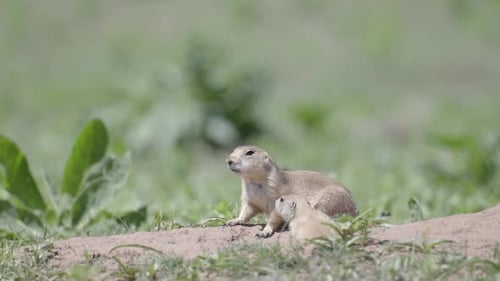 Prairie Dog Pair Alertly Watch from Burrow Opening