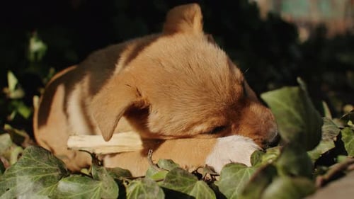 Dog Green Adorable Poster Happy Young Fun Puppy Canine Yard Breed Beautiful Brick Ears Miniature